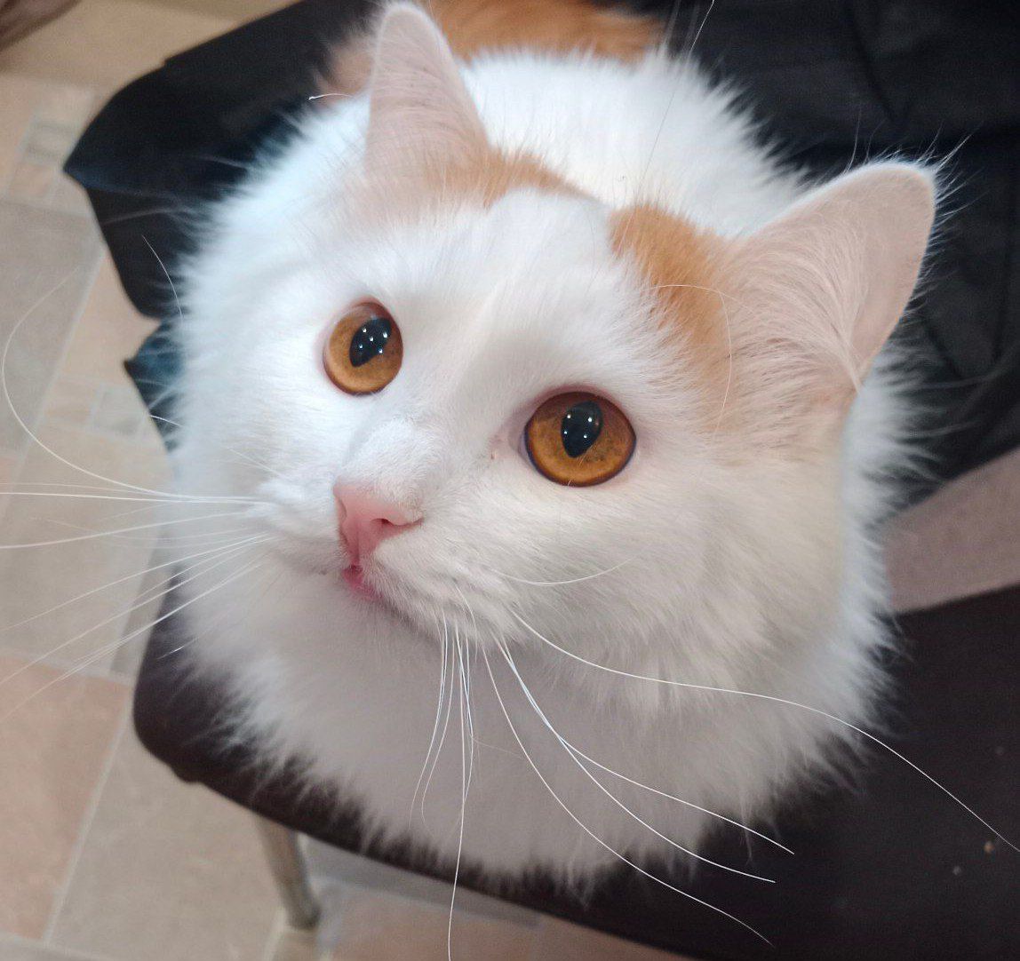 Стихи, как кошки, звать не надо... Катрены