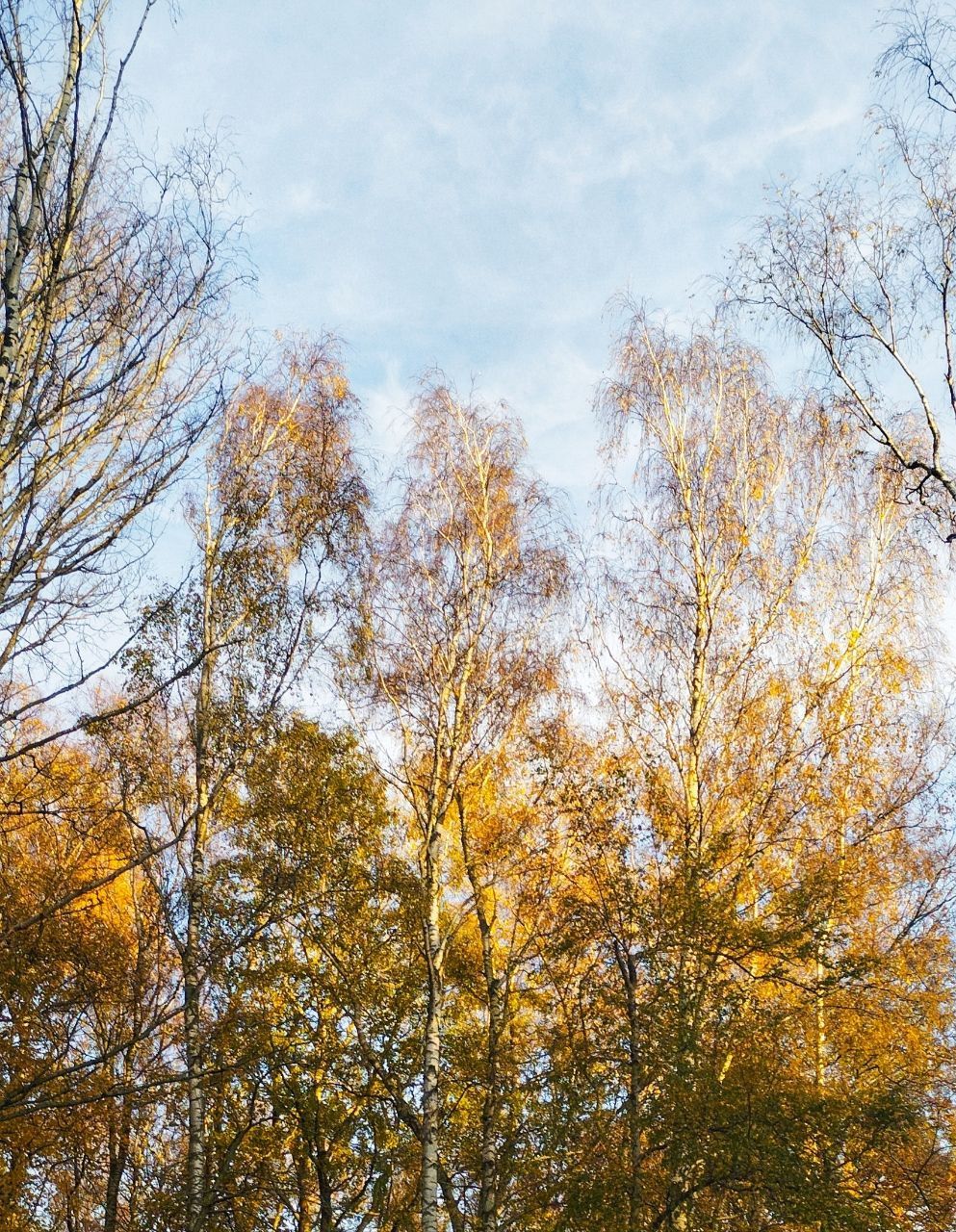 Нежданно тихий свет приходит