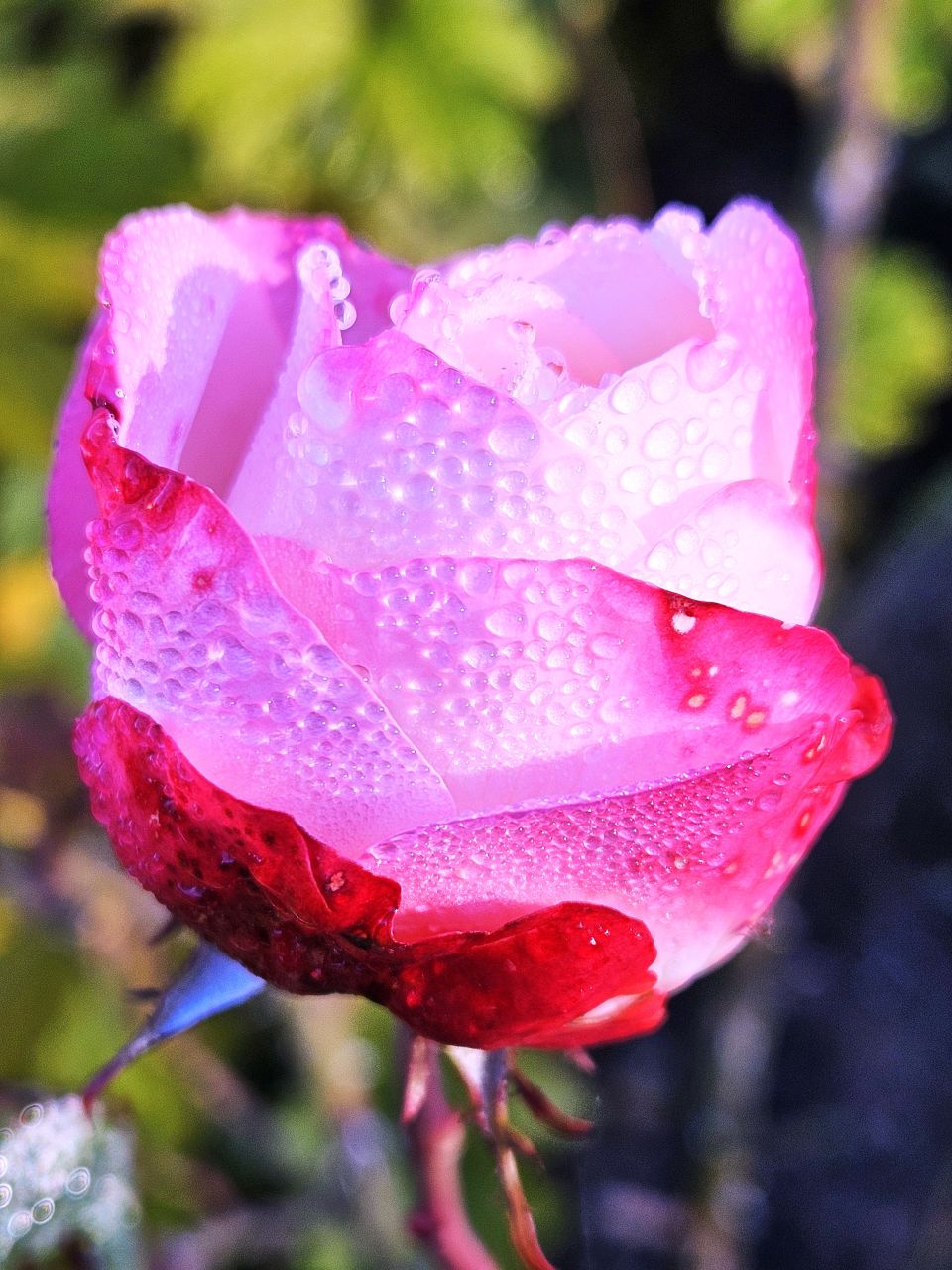 Порою люди не прячась под шатрами