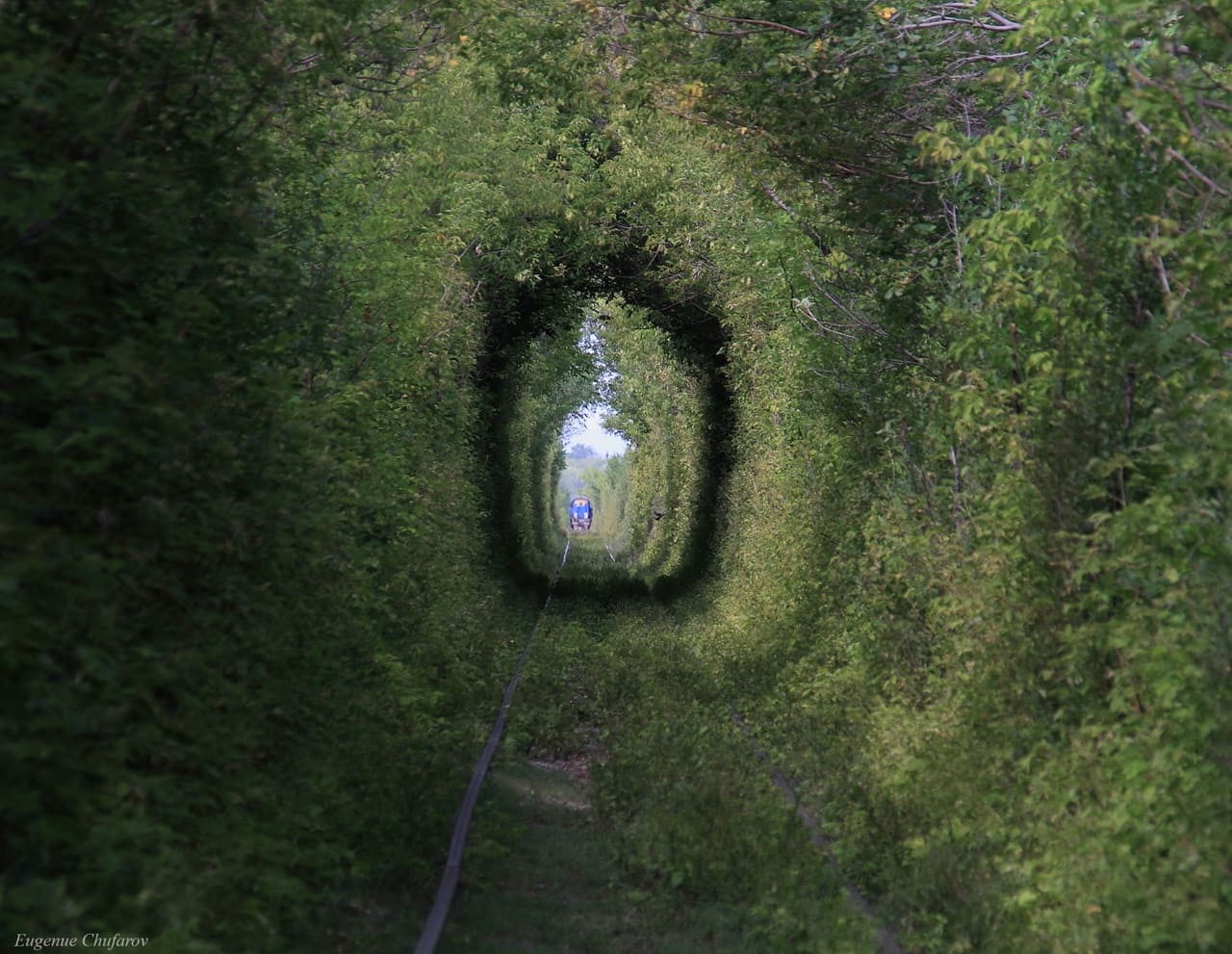 Зелёный тоннель