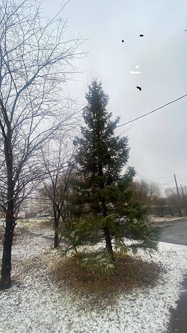 Ёлочки - подружки