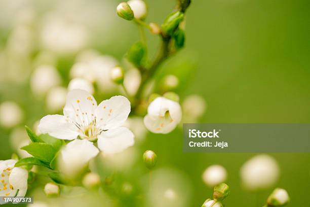 Гербарий в букете Осени.. Литера Э лька