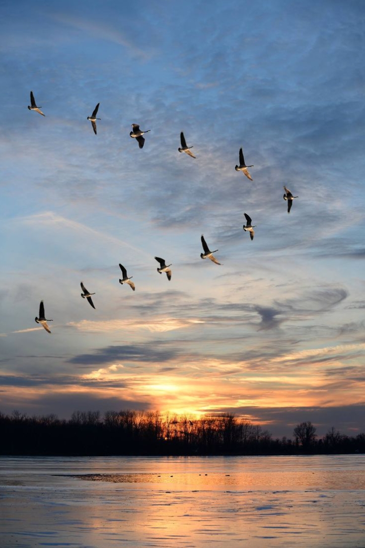 Мысли-журавли