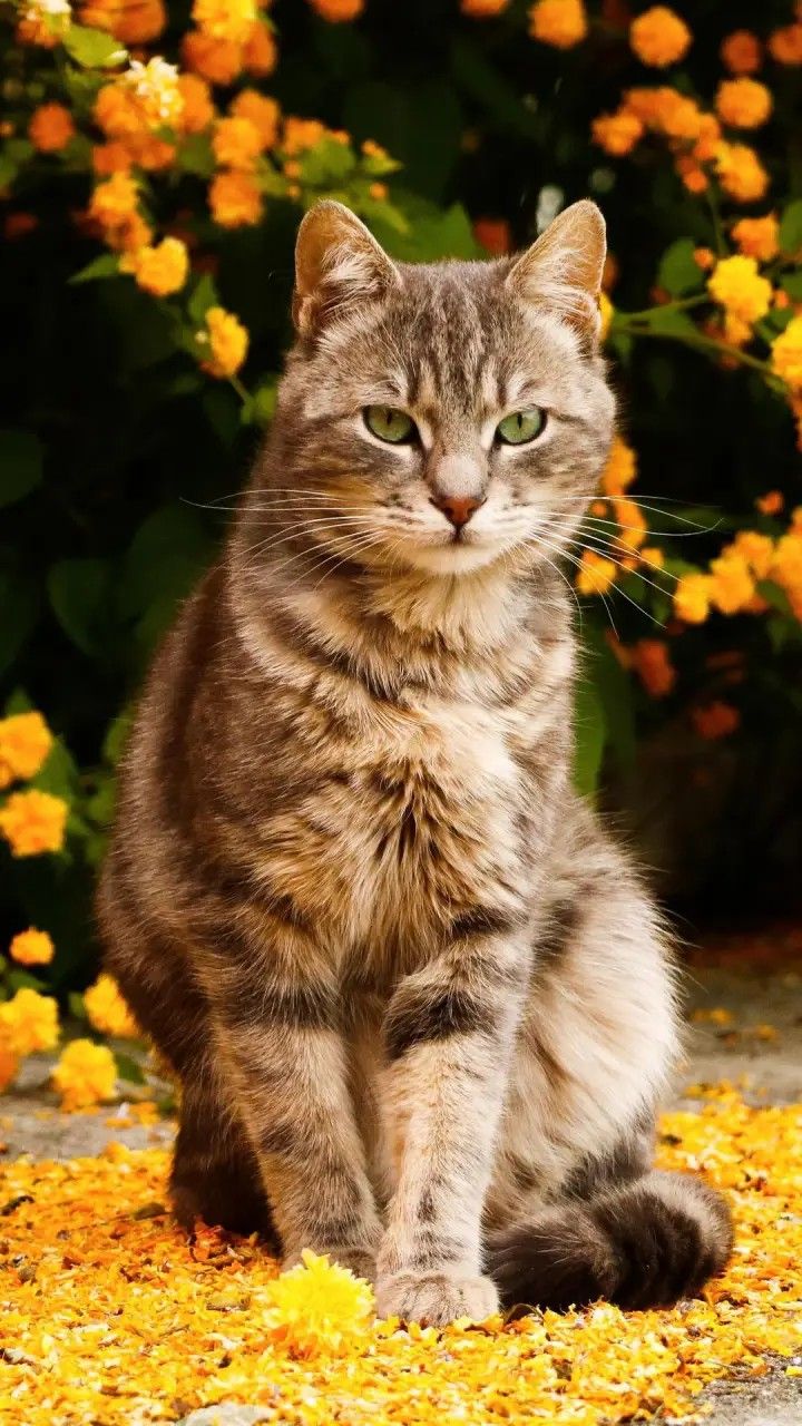 У кошки надо б поучиться...