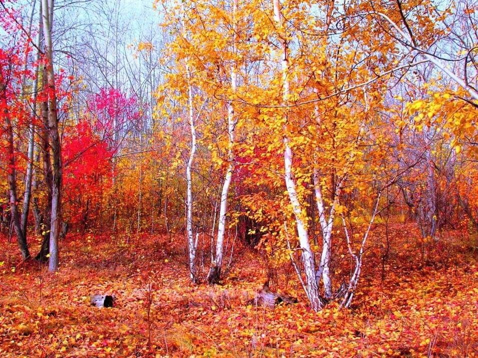 Осень стареть не хочет