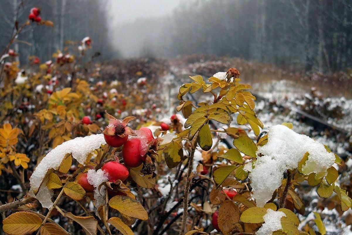 Ноябрьская природа