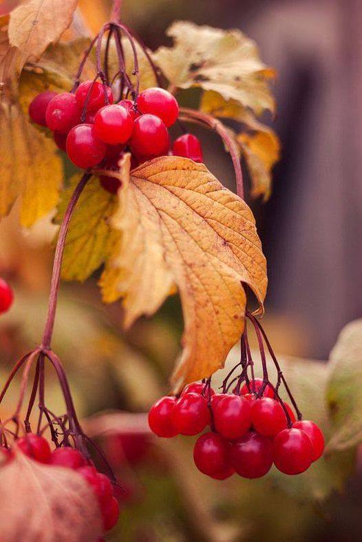 Мне снятся белые метели