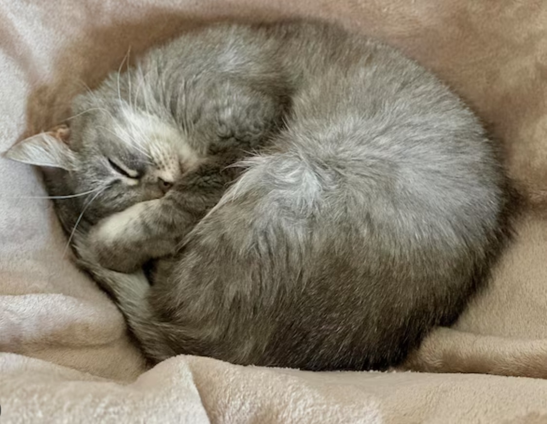 Серый котик