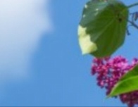 Осенняя сирень