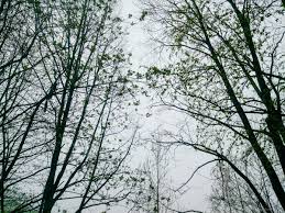 Ноябрьский нуар