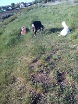 козья прогулка