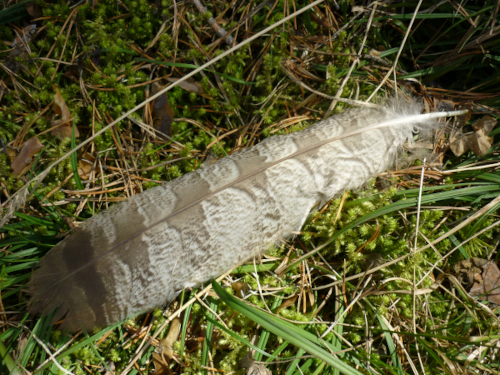 Перо неясыти