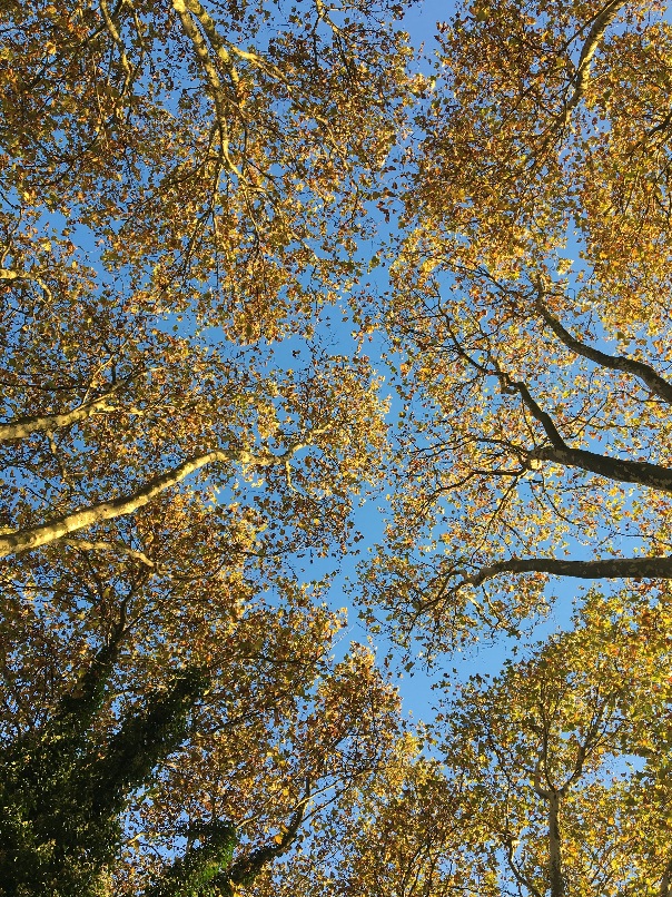 Сегодня у кленовых листьев вальс