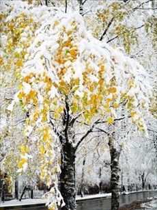 Тишина снегопада