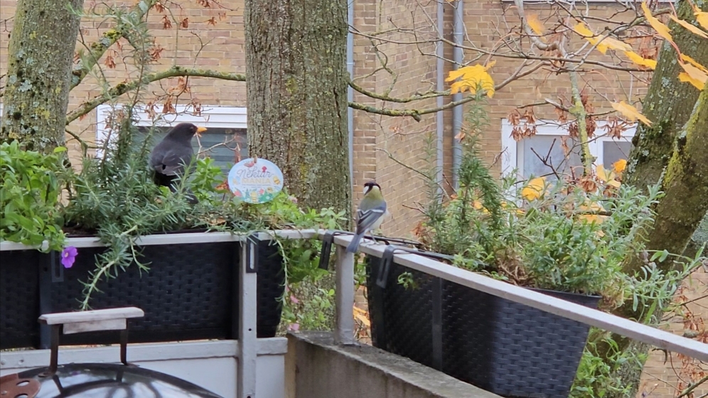 Дрозд Марик вместо белки и синицы