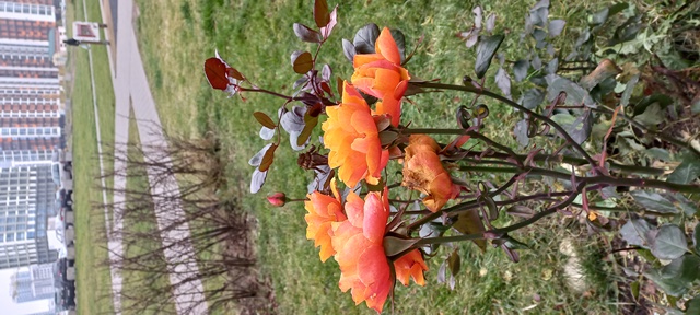 Я разрушила бездумное веселье