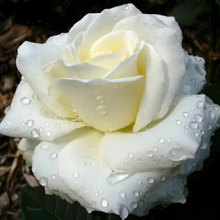 Цветочные письма- Белая Роза. Ноябрь