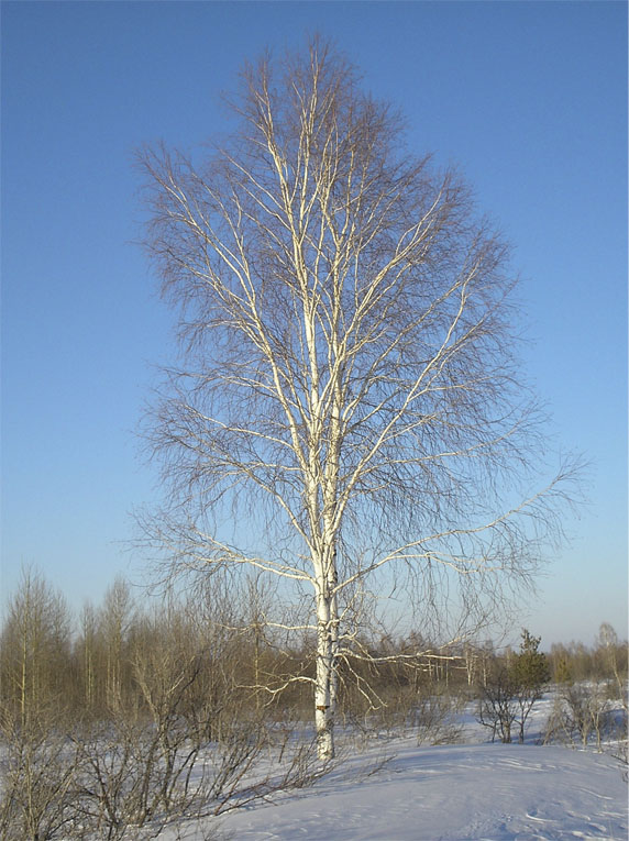 Дни быстро проходят, мелькают