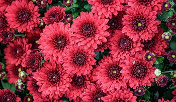 Осенние хризантемы