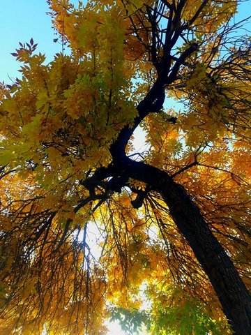 Размышления у необычных деревьев