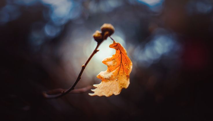 Дактиль осенний...