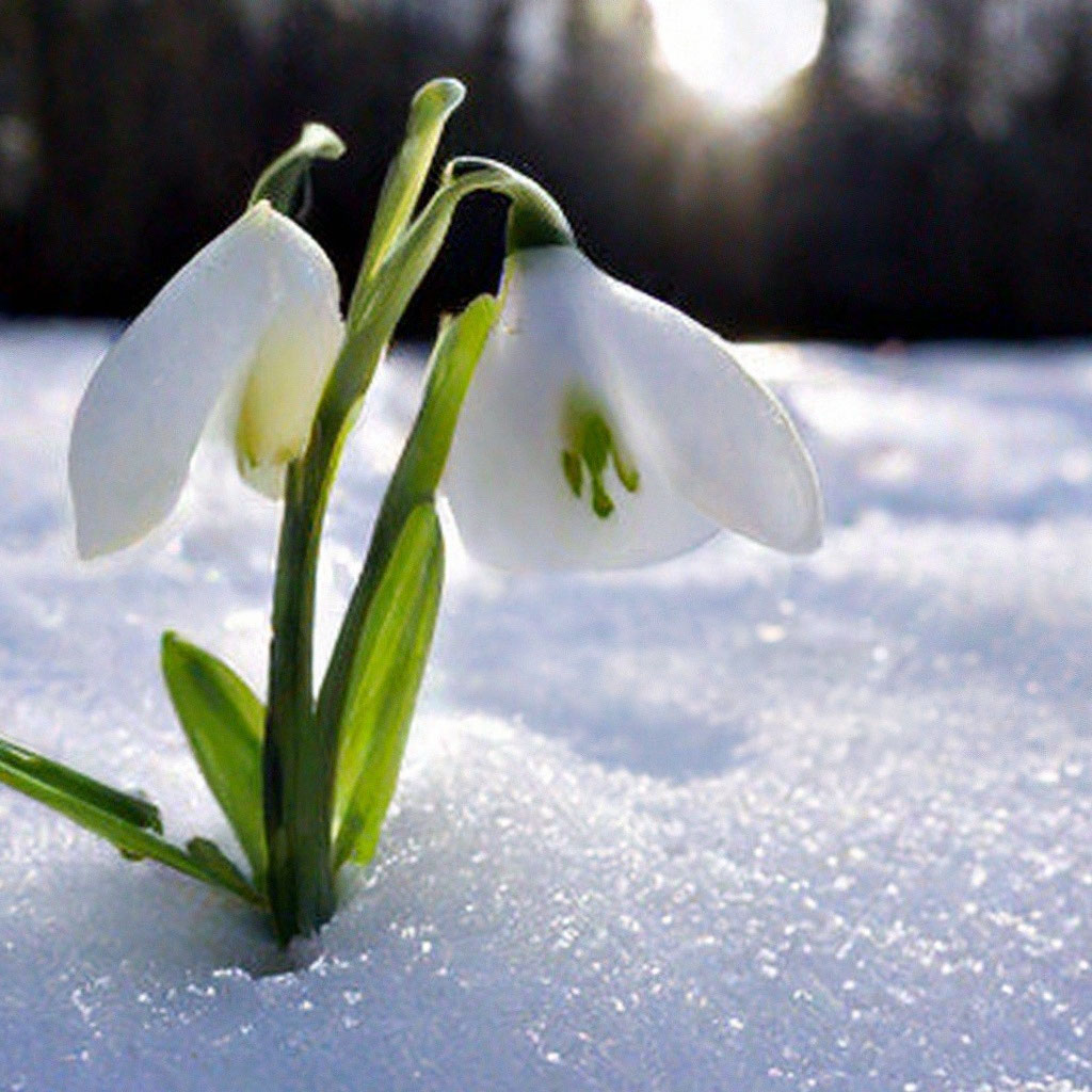 Рецензия-экспромт на Февраль... Александр Ляйс