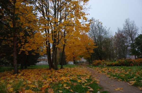 Осенний этюд