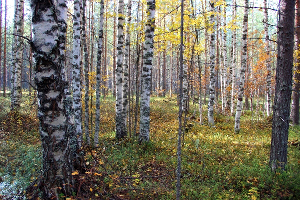 Торопиться не стоит в осенней прохладе...