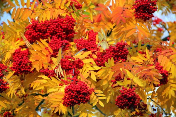 Красная рябина в ноябре