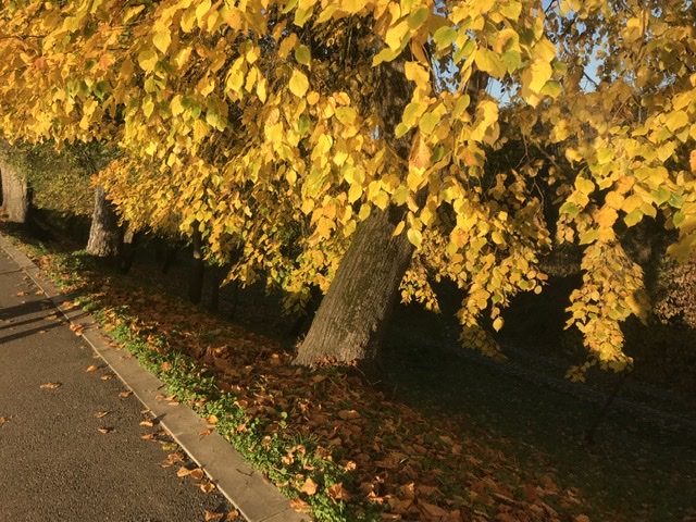 Осень золотая