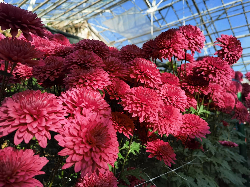 Хризантема