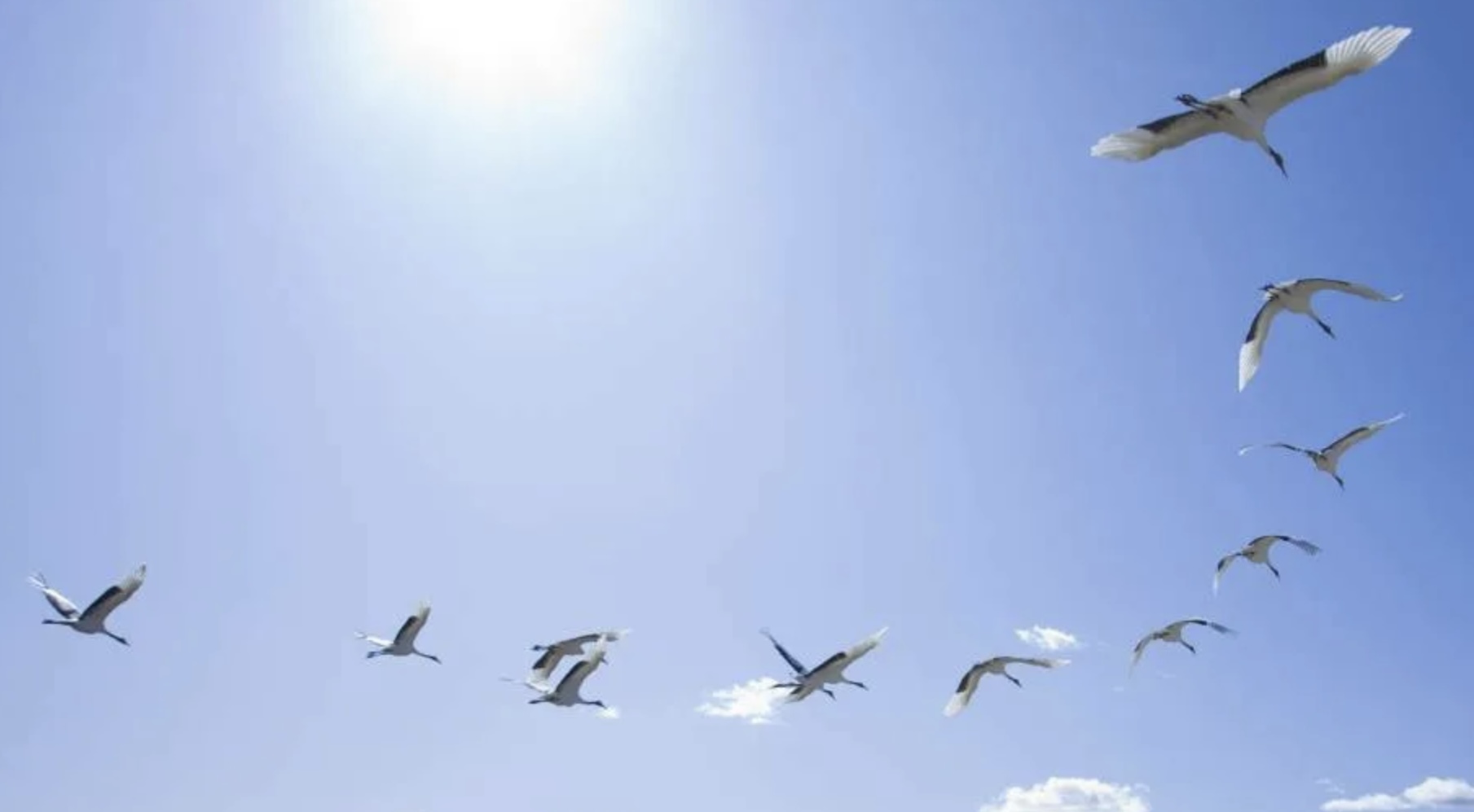 Летят журавли