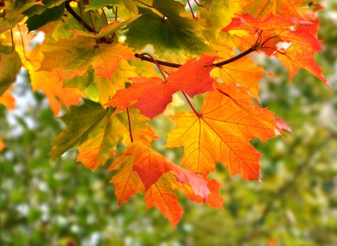 листья клёна