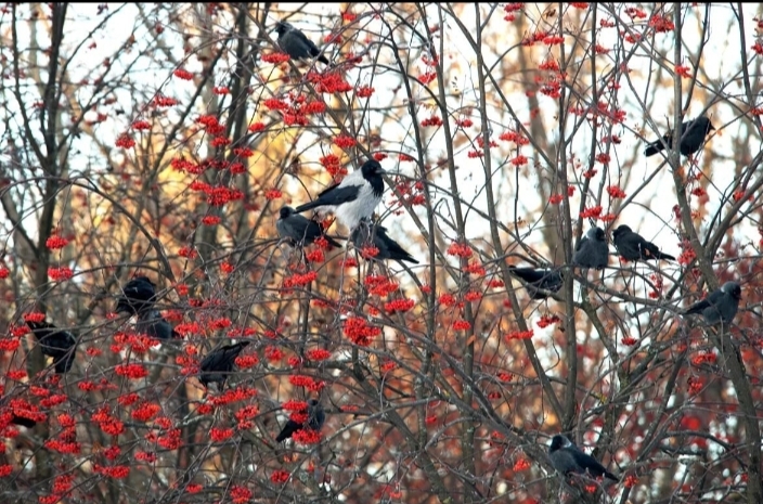 08 грудня Дмитров День,