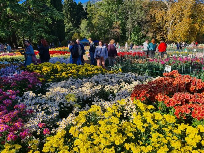 Осенний бал хризантем