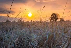 8 ноября - Дмитриев день