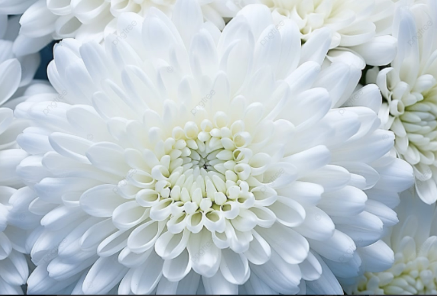 Душа хризантемы