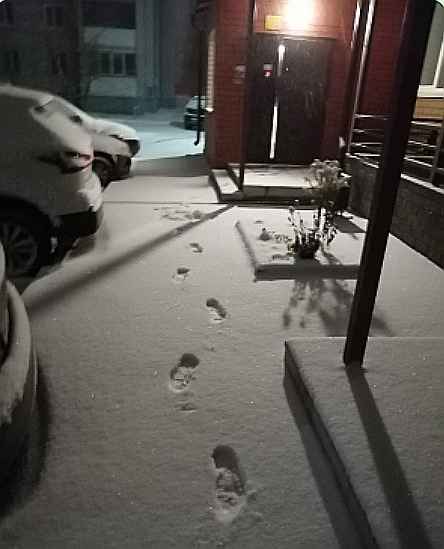 Первые следы...