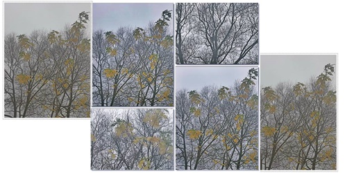 Тихое утро. Хайбун