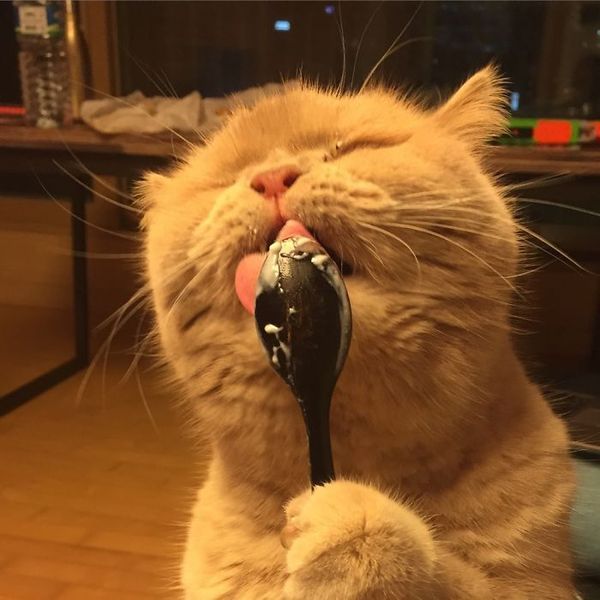 Шоколадочки, манты! Диалоги