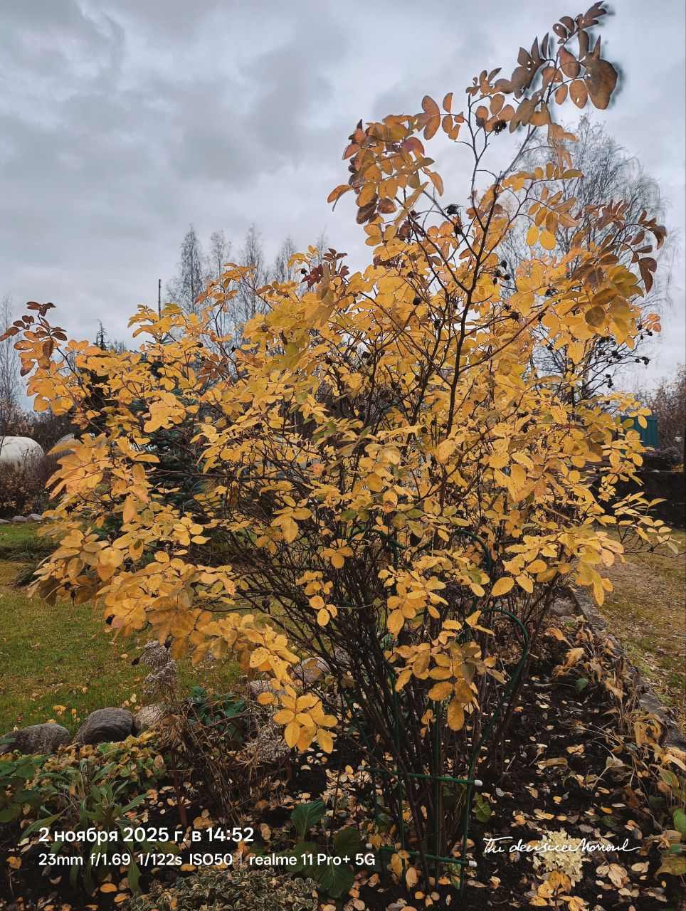 Остались листочки на розе шиповник...
