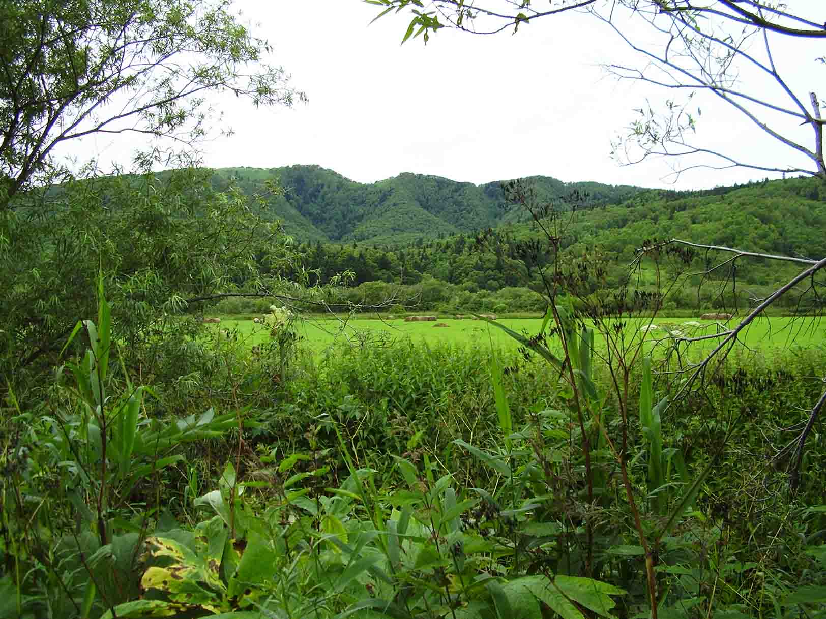 Помню белые росы