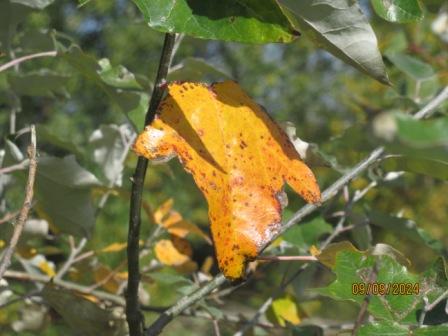 Частица сердца