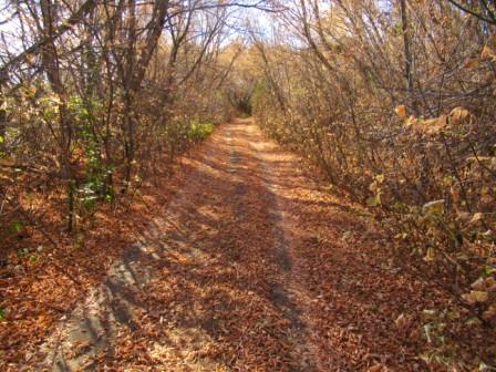 Мозаика листвы