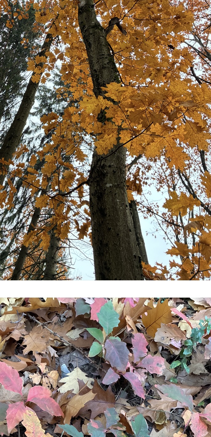 Осенний приговор