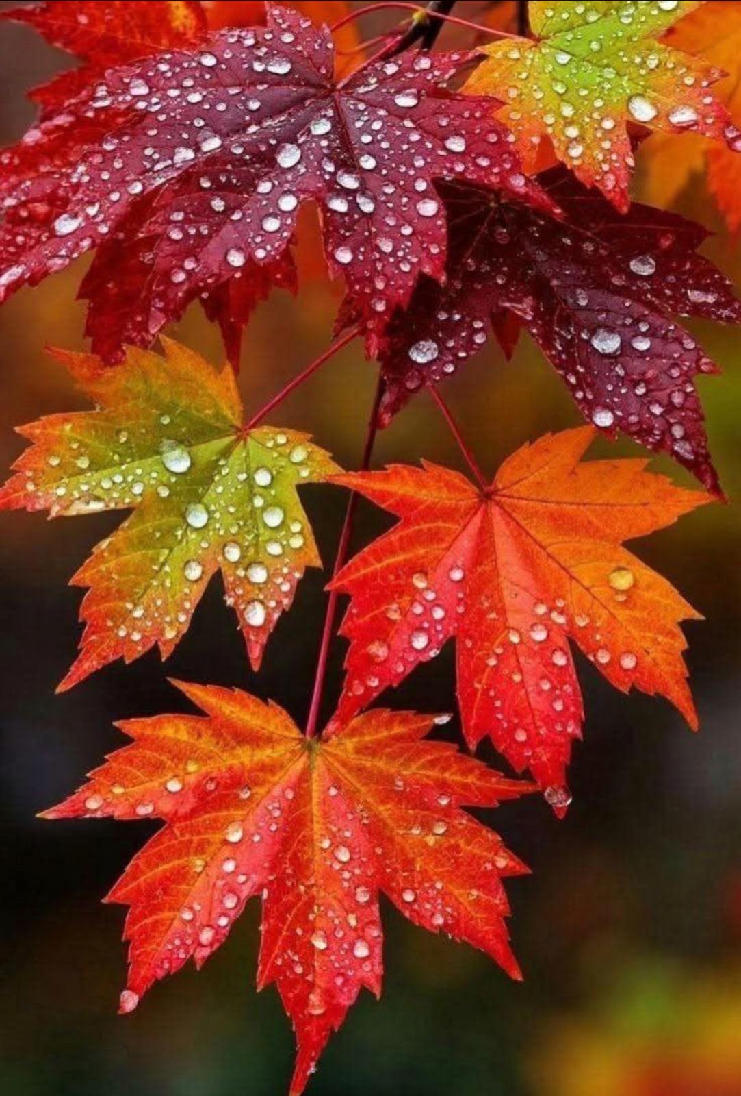 Поцелуй в танце