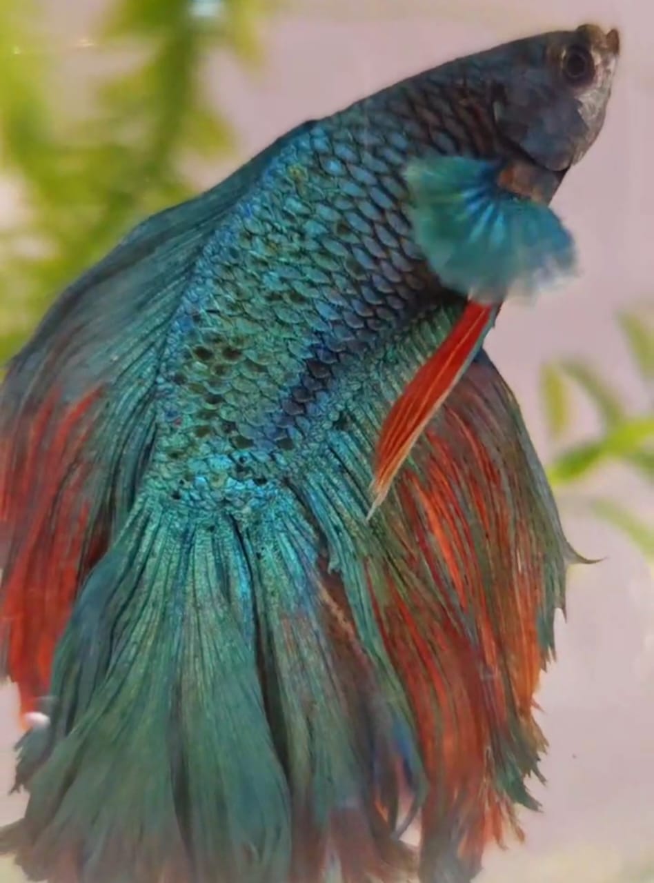 Рыбка - Петруша