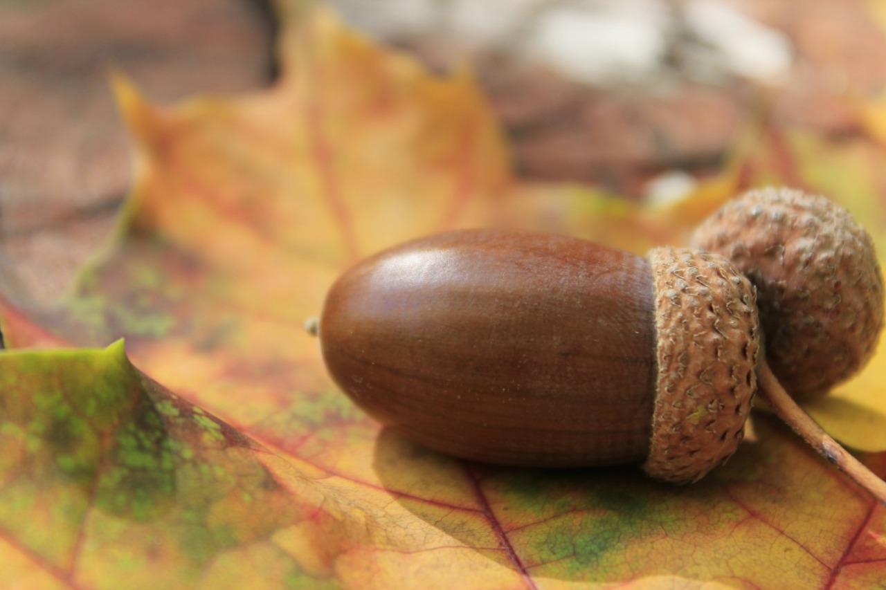Спадали жёлуди