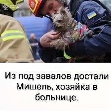 Собачку спасли, кличка, Мишель...