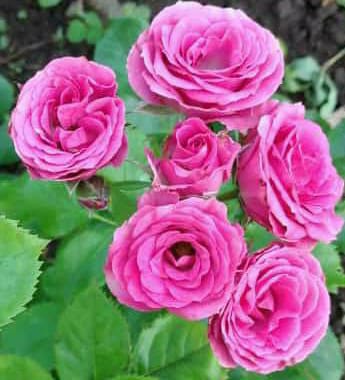 Добро, любовь, душа...